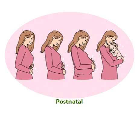Postnatalicon
